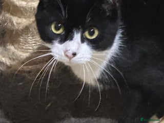 Mixed Breed cats Molly and Donny need a home of their own - Advert 5