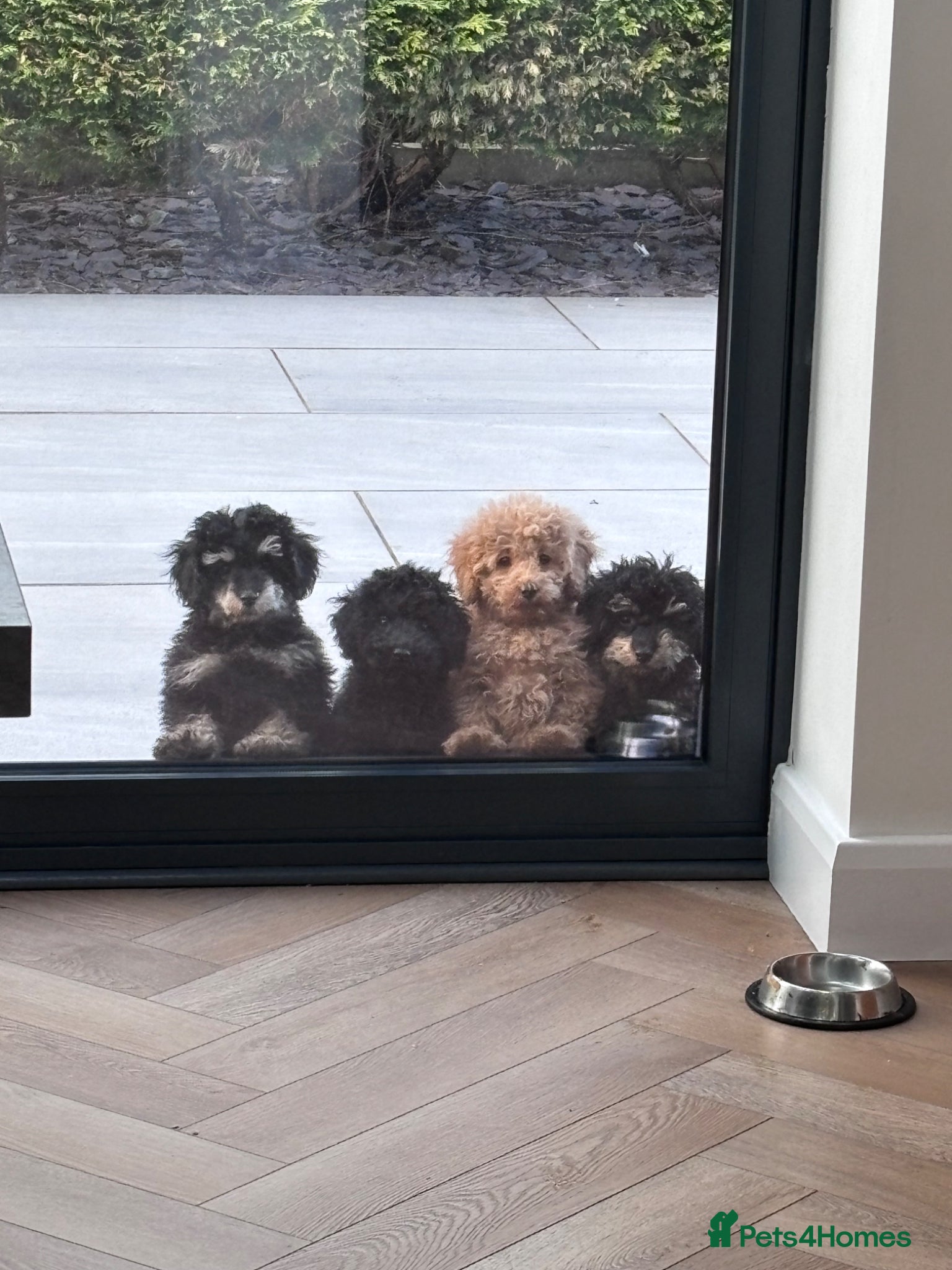 Toy Poodle dogs Toy poodle puppies  - Advert 1