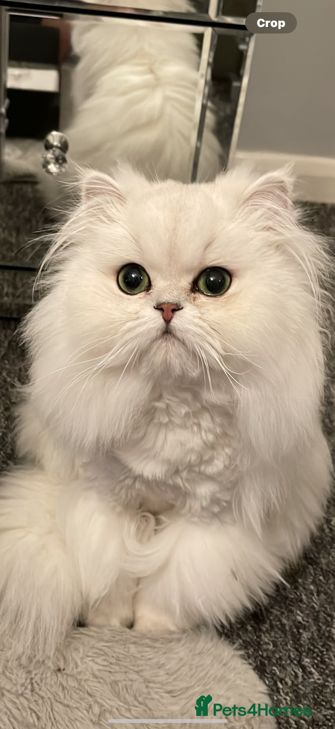 Persian cats for sale: Persian chinchilla female  - Advert 6