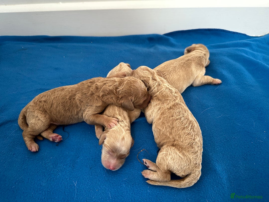Labradoodle dogs for sale: Extensively Health Tested F1 Miniature Labradoodle - Image 7