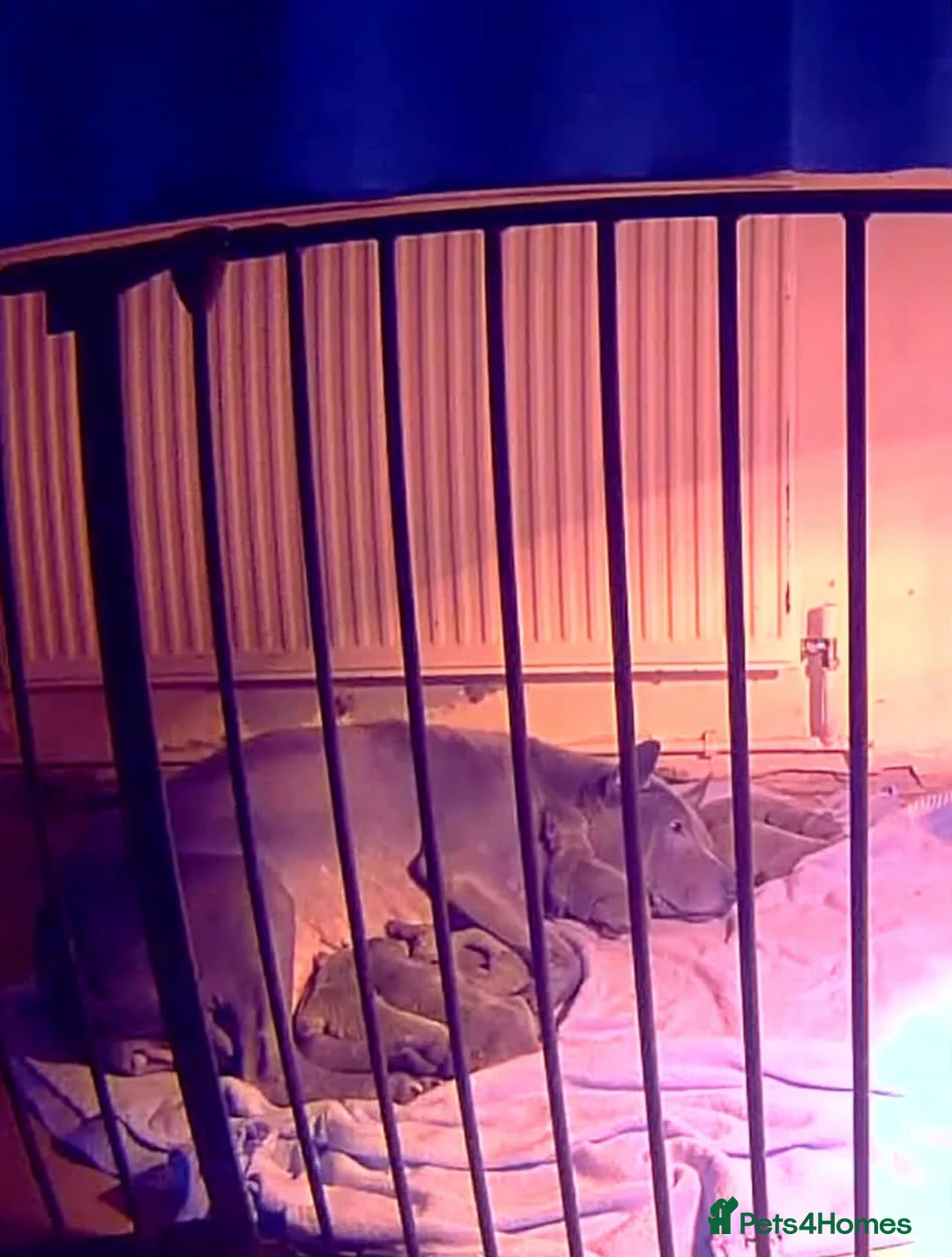 Thai Ridgeback dogs for sale: (New pictures)Thai Ridgeback puppy’s 🏆 - Advert 5