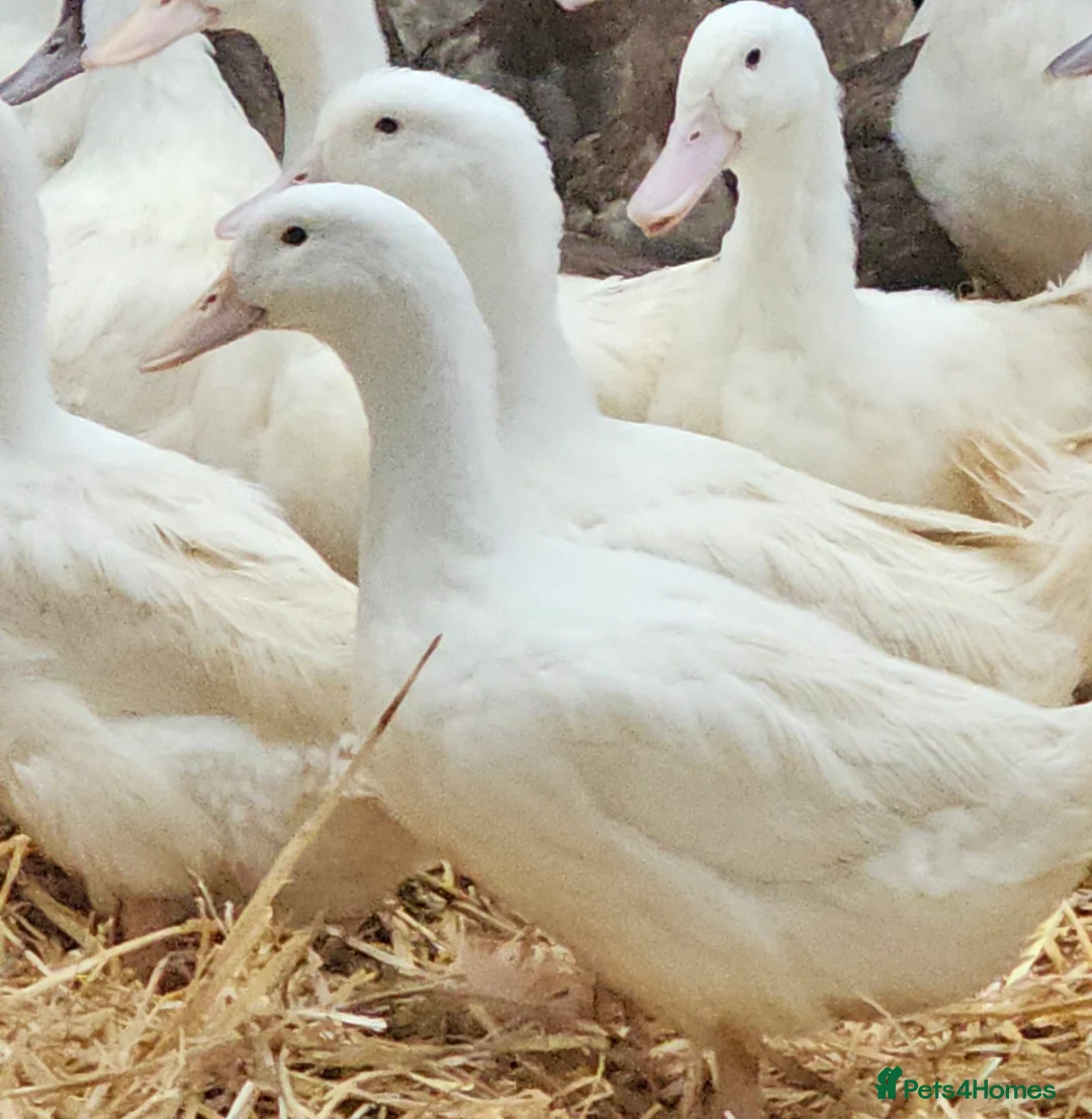 Ducks poultry for sale: Khaki campbell and cherry valley  - Advert 4