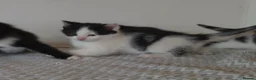 Mixed Breed cats for sale: Beautiful Kittens Looking for Loving Homes - Advert 24