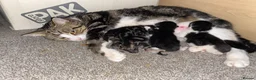 Mixed Breed cats for sale: Tabby Kitten (male, ready to go) - Advert 2