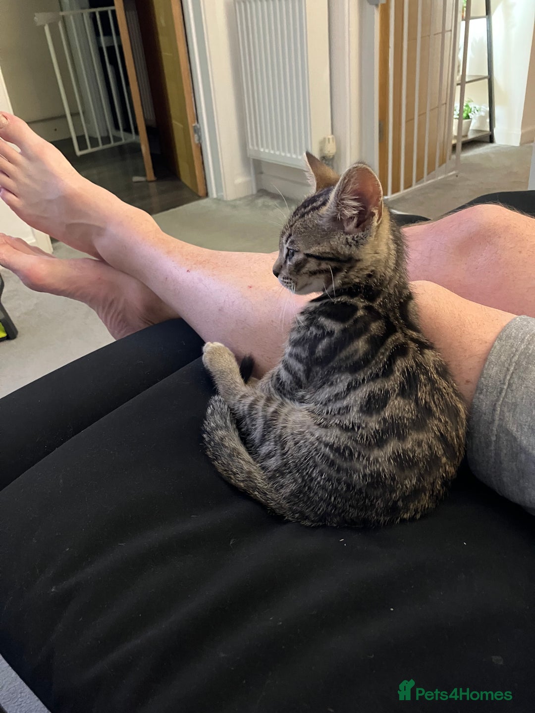 Bengal cats for sale: Beautiful Bengal boy for sale (read full ad) - Image 8