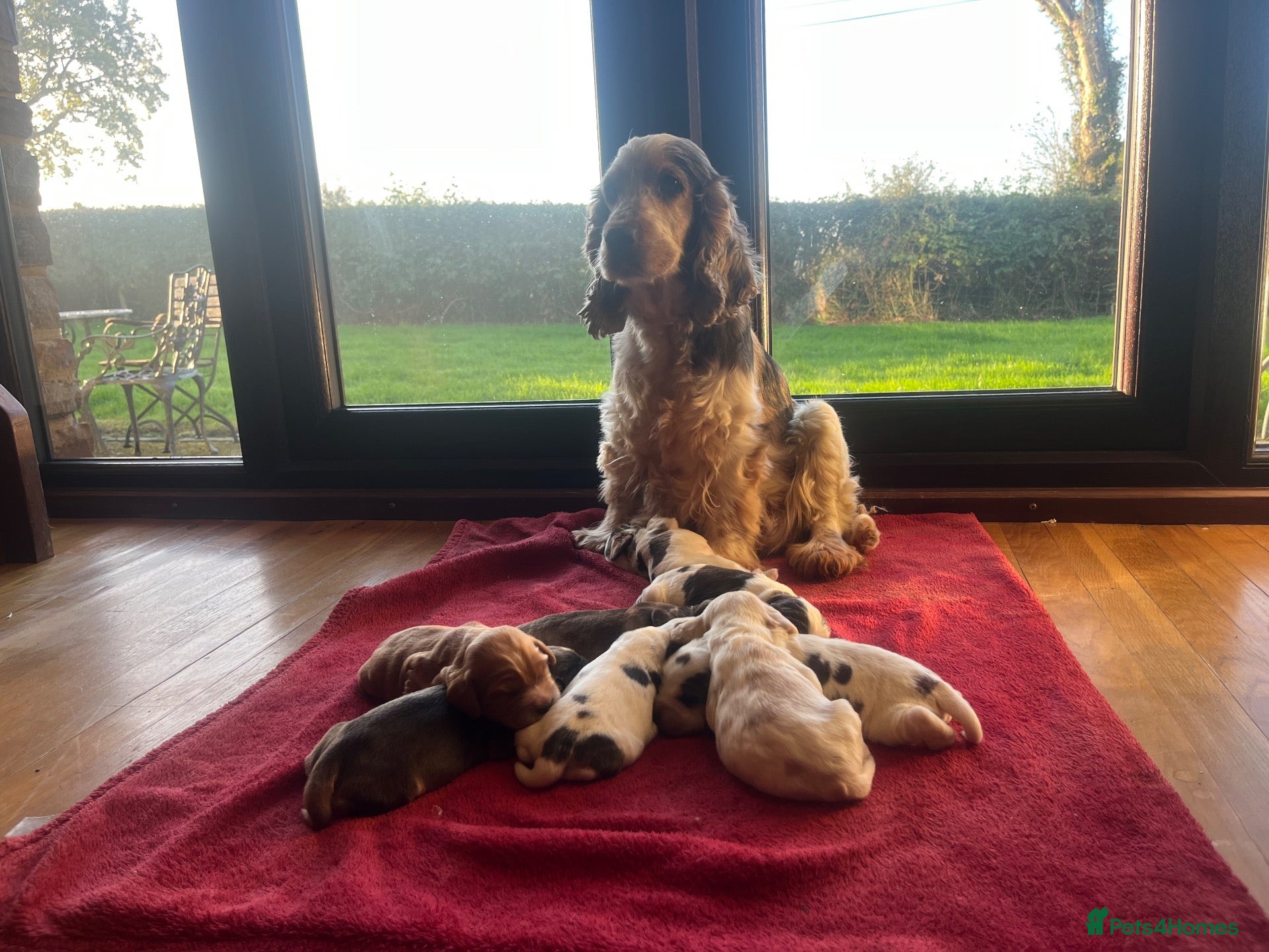 Cocker Spaniel dogs ⭐️KC Registered Show Cocker Spaniels ⭐️ - Advert 1