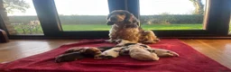 Cocker Spaniel dogs for sale: ⭐️KC Registered Show Cocker Spaniels ⭐️ in Carmarthen - Advert 1