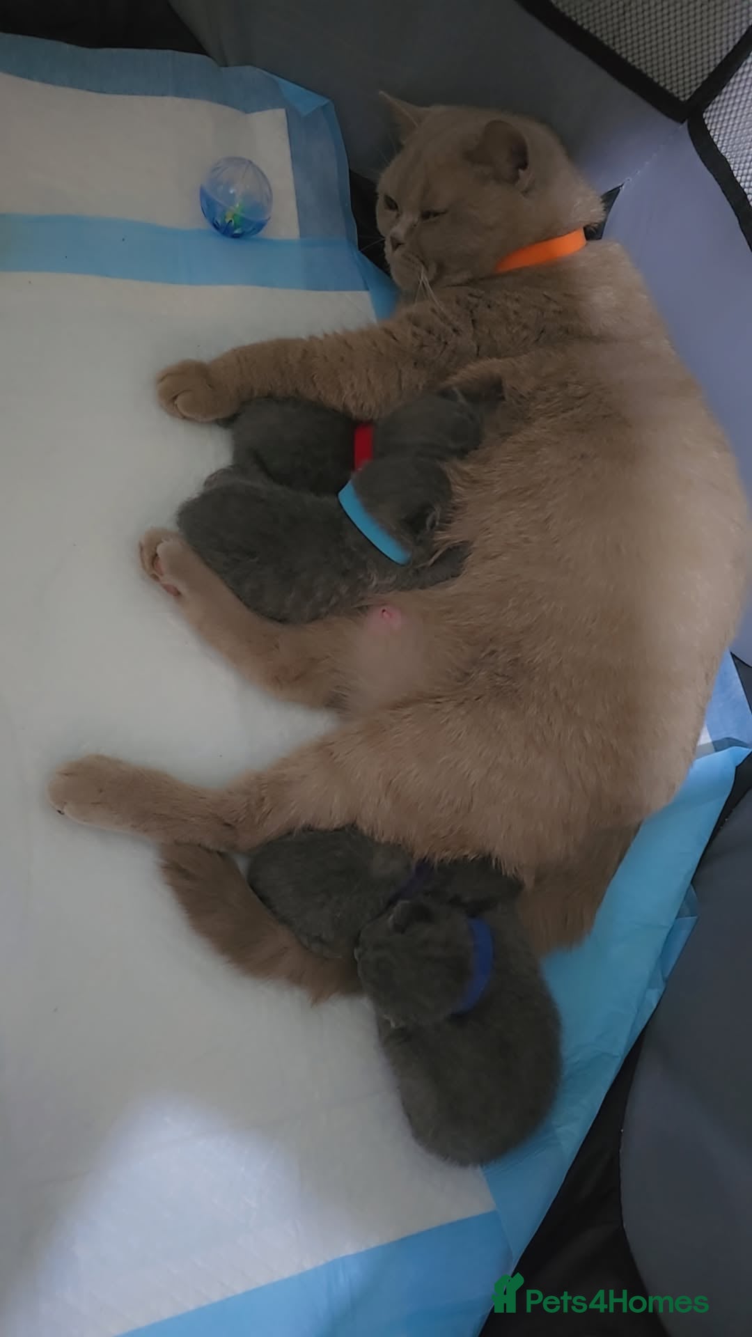 British Shorthair cats for sale: British shorthair  - Image 8