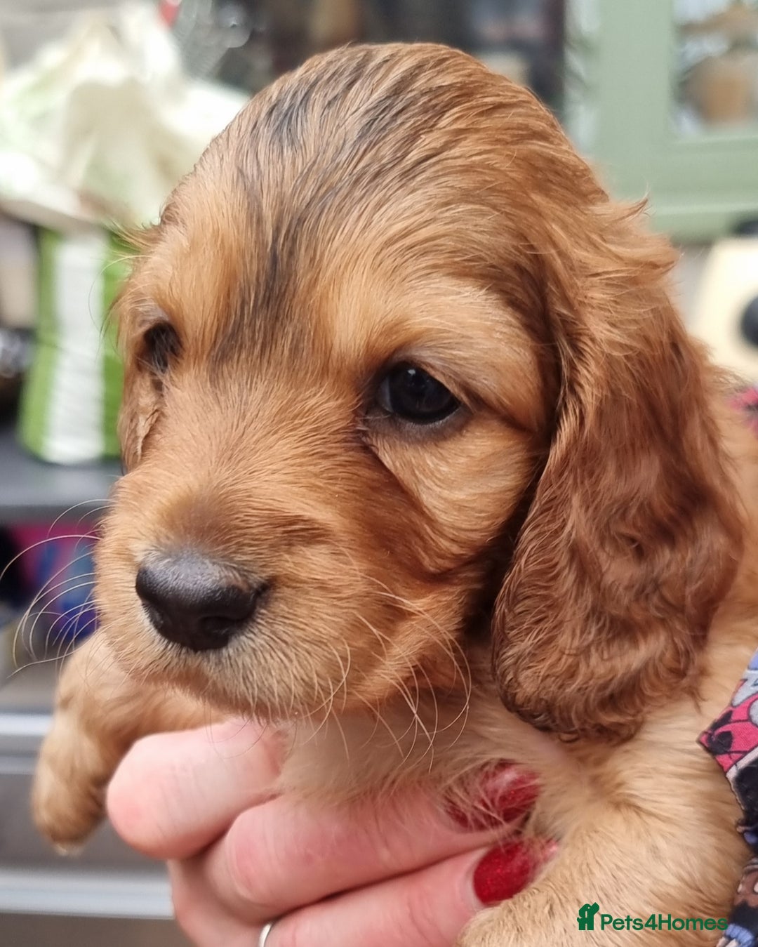 Cockapoo dogs for sale: Cockapoo's - Image 34