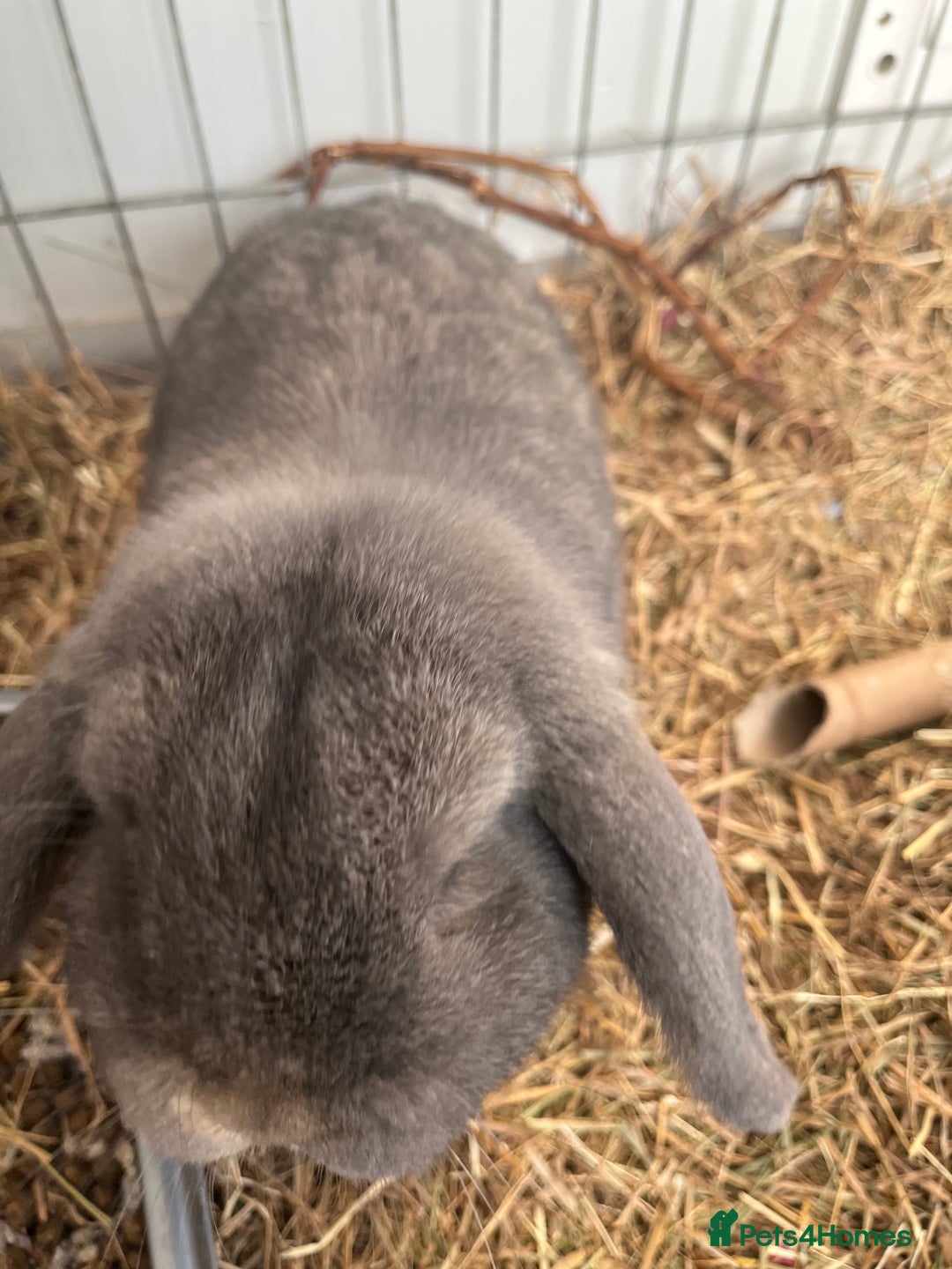 Mini Lop rabbits for sale: Mini lop male rabbit - Advert 2