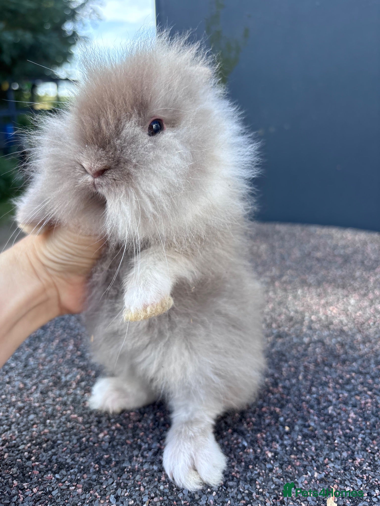 Lionhead rabbits Stunning lion head bunnies for sale  - Advert 19