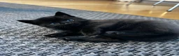 Mixed Breed cats for sale: Adorable Kittens for Sale – Raised with Kids! 🐾 - Advert 7