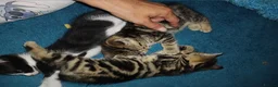 Mixed Breed cats for sale: Tabby babies - Advert 13