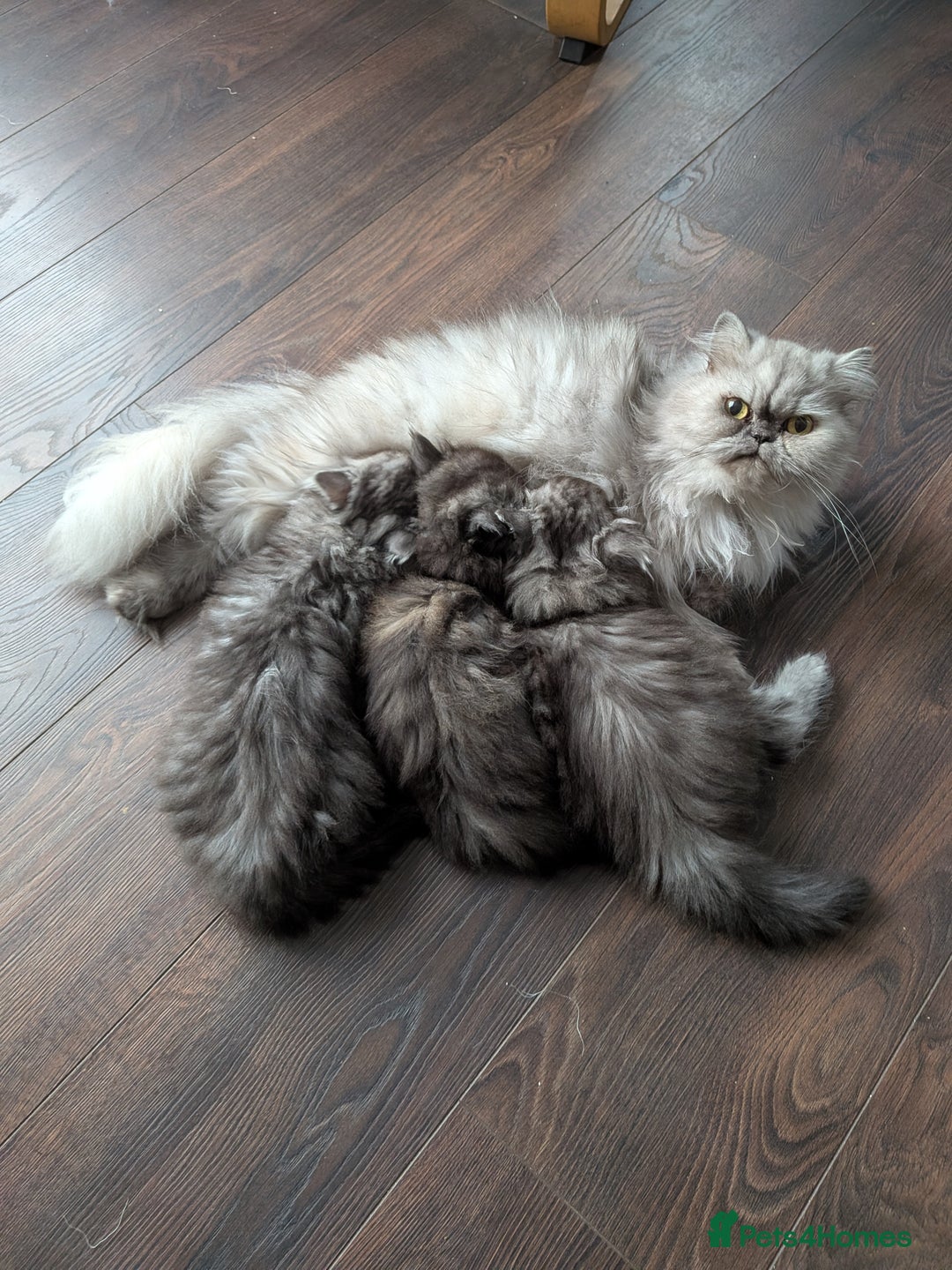 Persian cats for sale: Beautiful Persian kittens  - Image 6