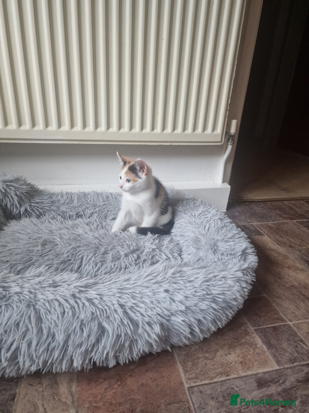 Mixed Breed cats for sale: Kittens - Image 3