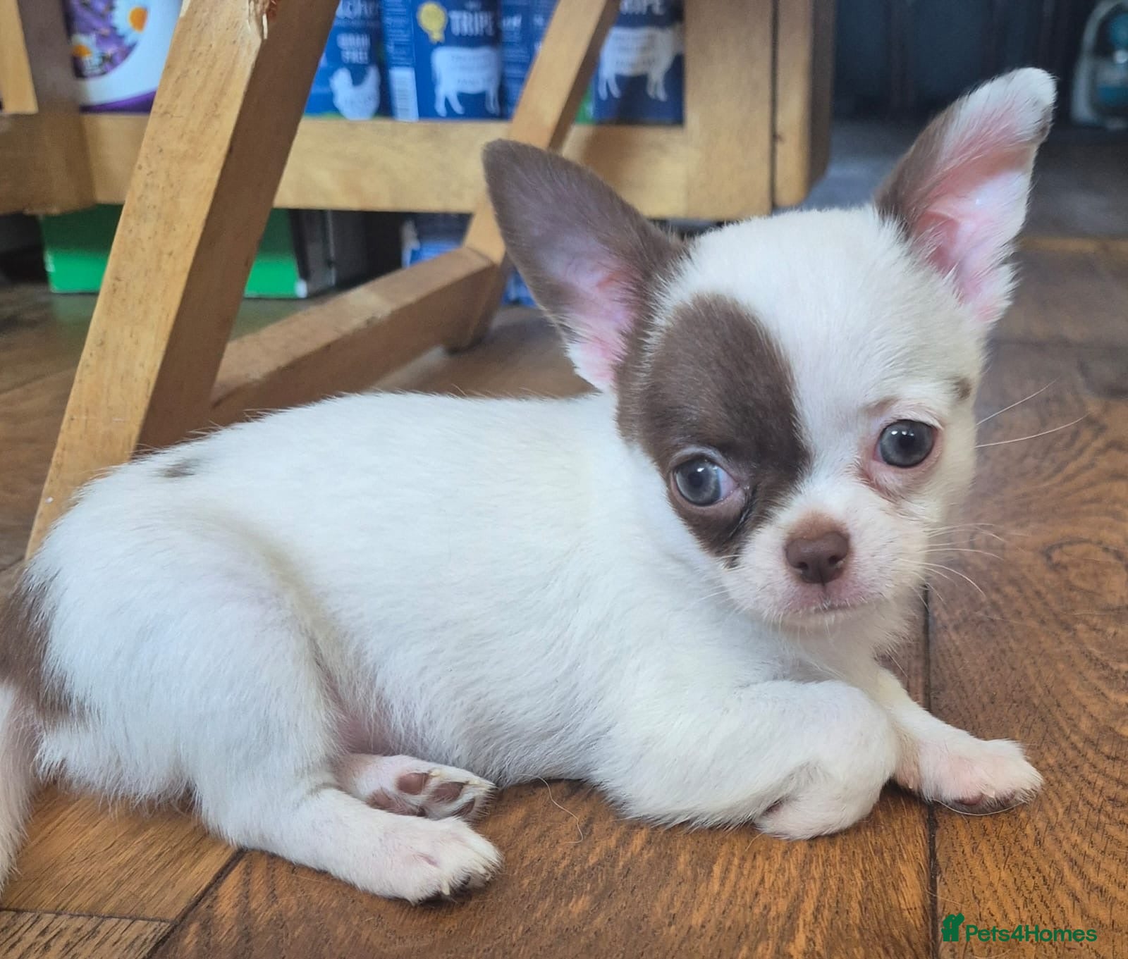 Chihuahua dogs  ❤️‍🔥KC Reg Parti Colour Chihuahua Girls❤️‍🔥  - Advert 1