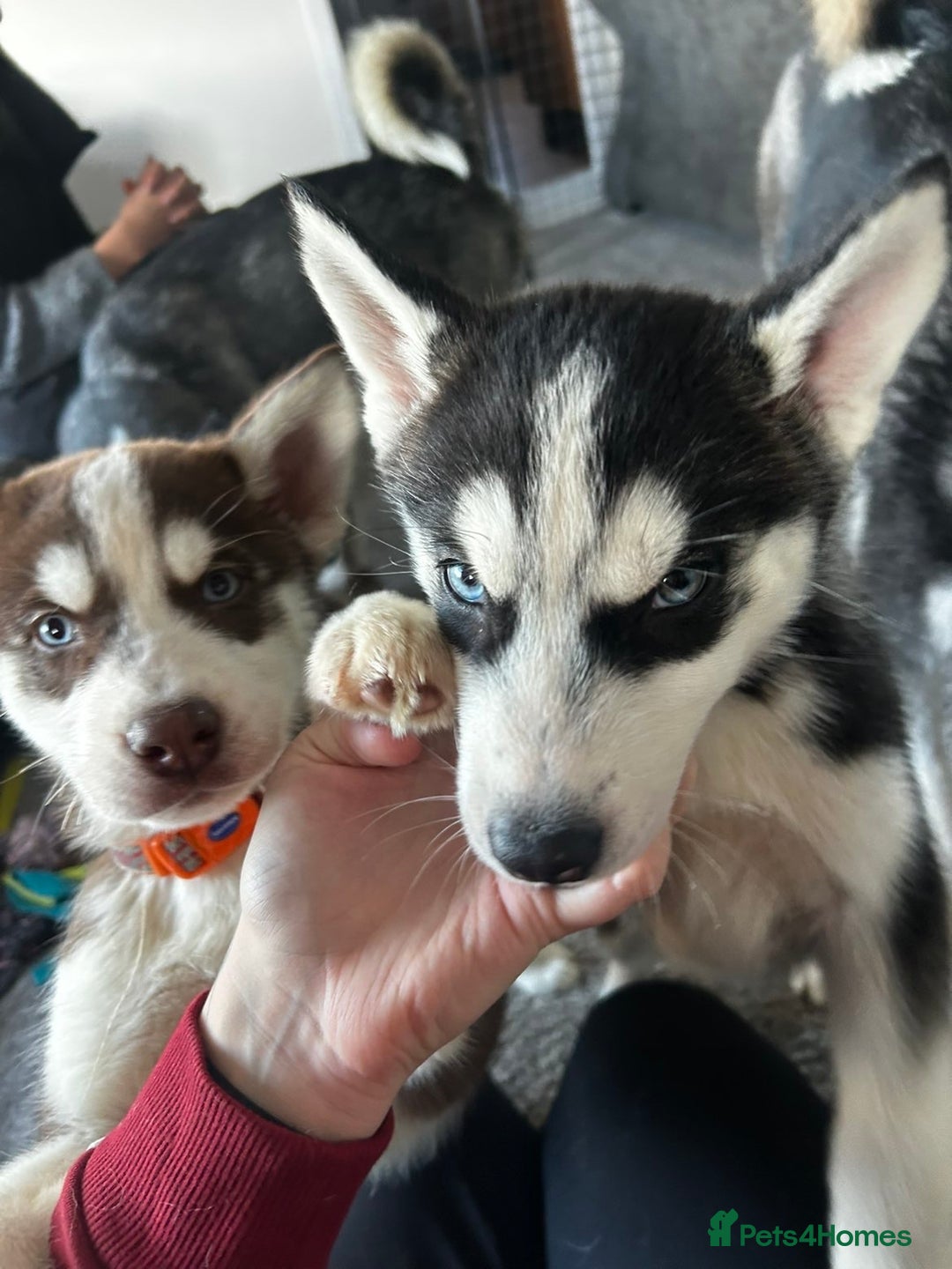 Siberian Husky dogs for sale: Siberian husky boys  - Advert 9