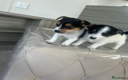 Jack Russell dogs for sale: Jack russel puppy’s  - Image 1