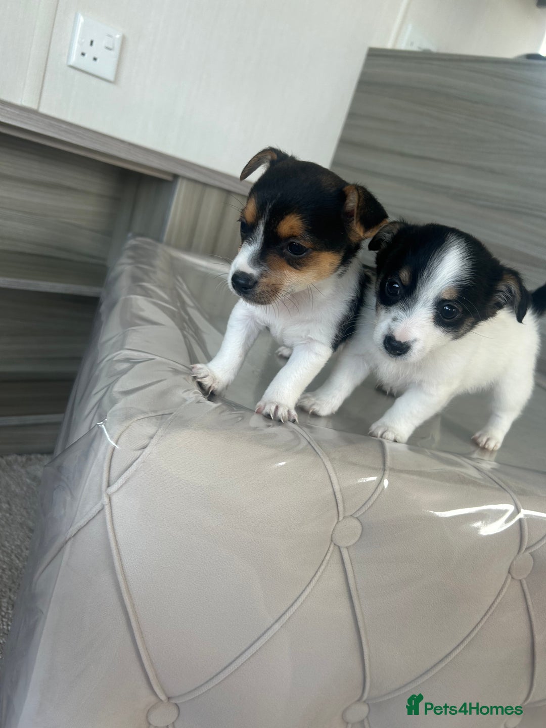 Jack Russell dogs for sale: Jack russel puppy’s  - Image 1