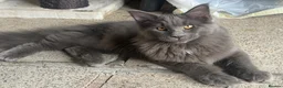 Maine Coon cats for sale: SAD XXL Blue Male Maine Coon Kitten (5 Months Old) - Advert 2