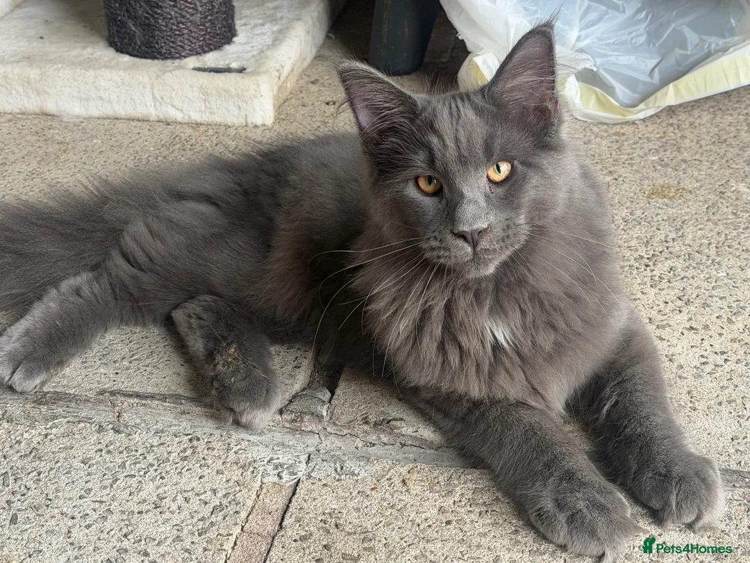 Maine Coon cats for sale: SAD XXL Blue Male Maine Coon Kitten (5 Months Old) - Advert 2