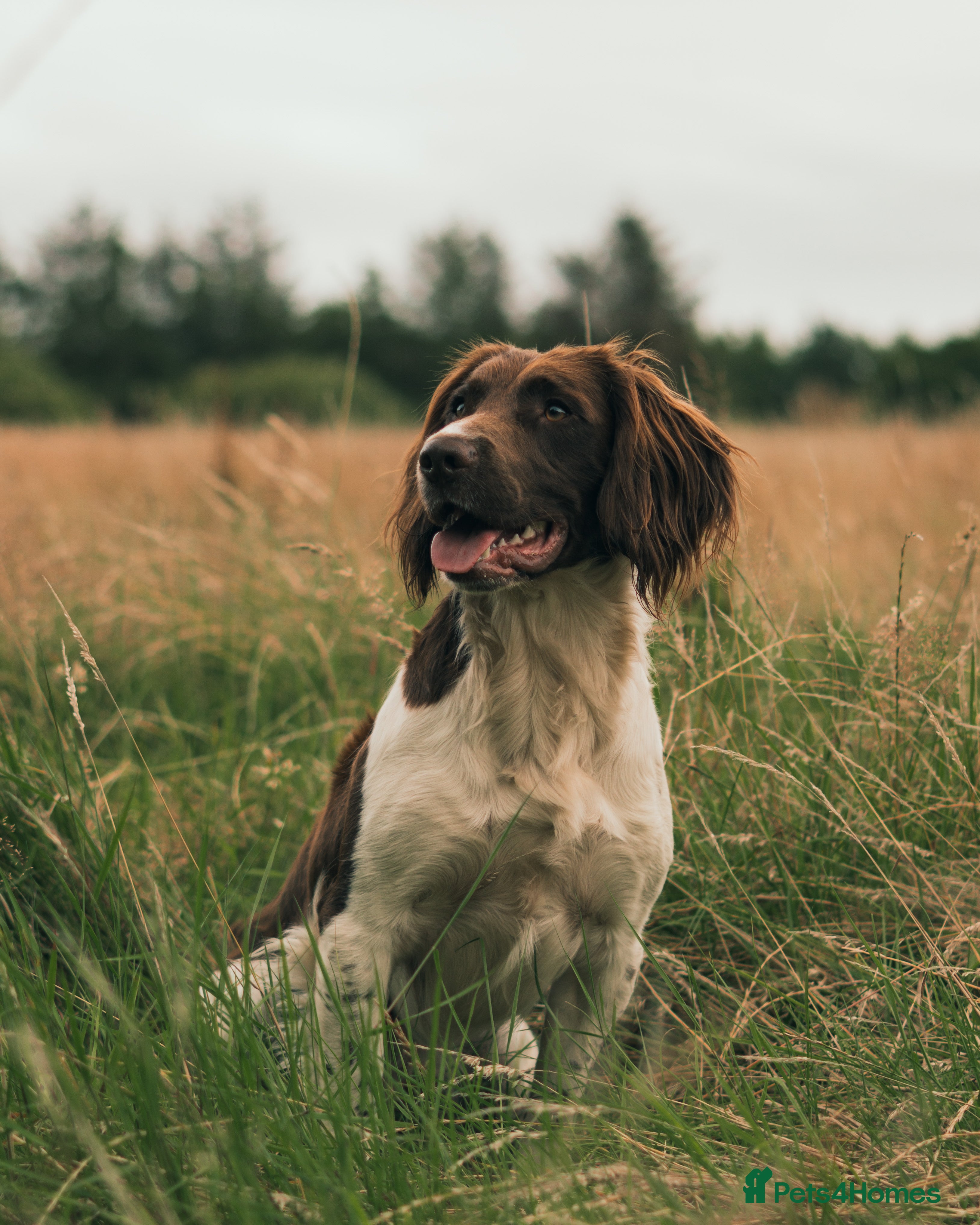English Springer Spaniel dogs Heavily Marked Health Tested L/W Springer Stud - Advert 2