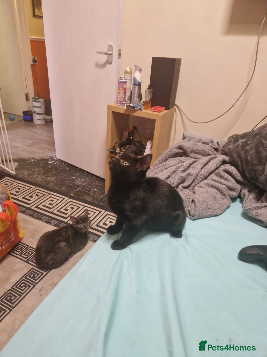 Mixed Breed cats for sale: Max the Freindly kitten - Advert 2