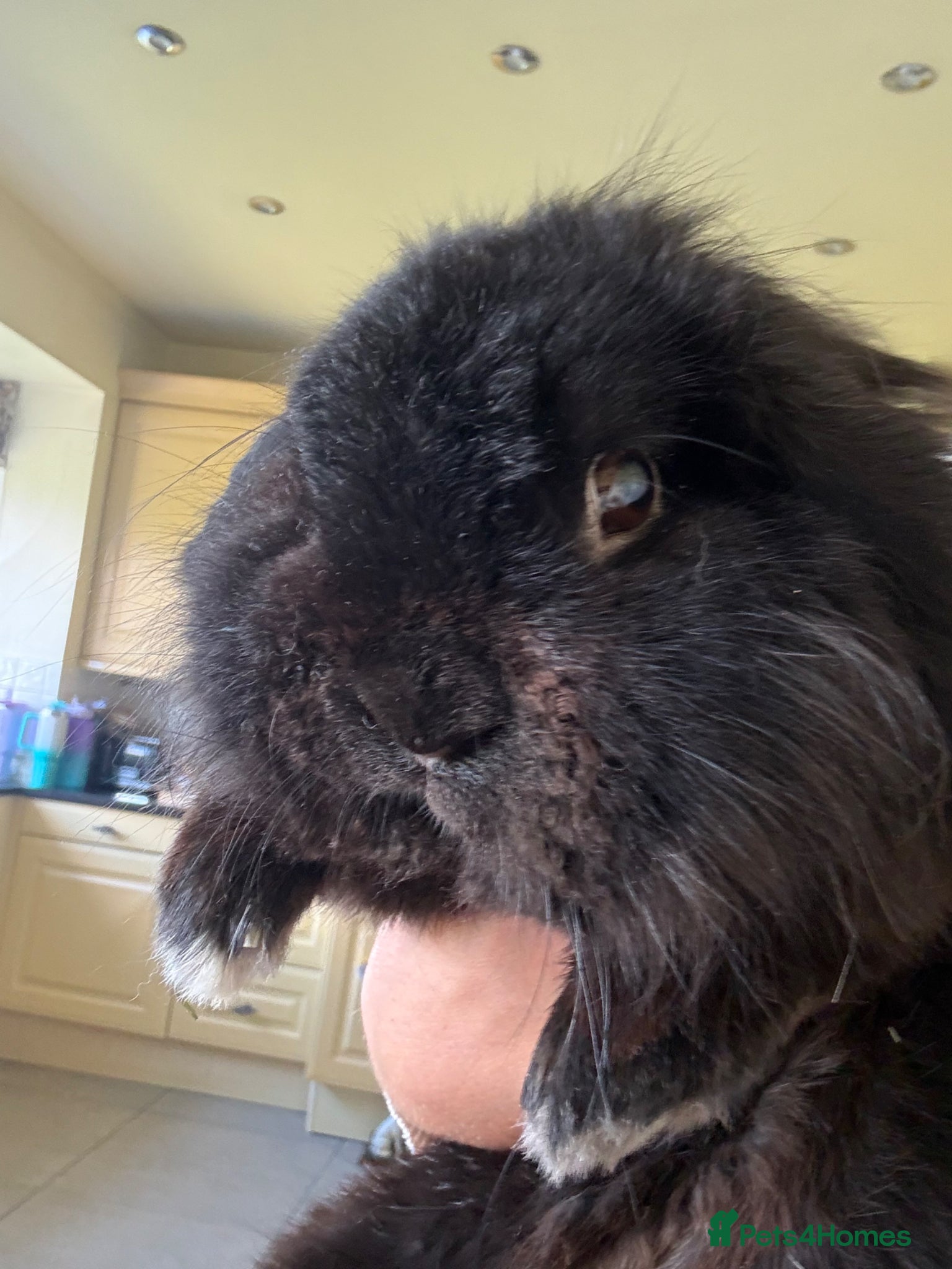 Lionhead rabbits Bugsie very friendly house rabbit  - Advert 11