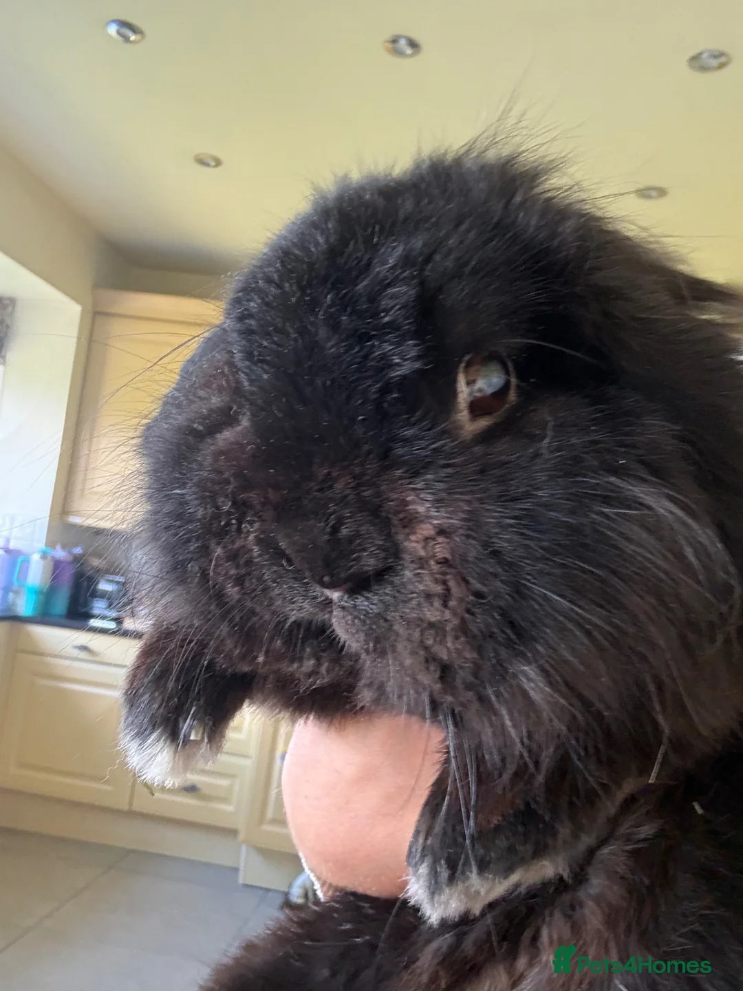 Lionhead rabbits for sale: Bugsie very friendly house rabbit  - Advert 2