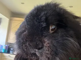 Lionhead rabbits Bugsie very friendly house rabbit - Advert 11