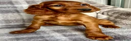 Irish Setter dogs for sale: Out standing litter of Irish setter puppies  - Advert 9