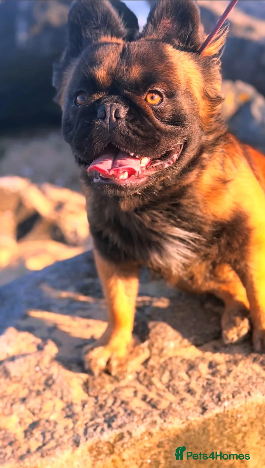 French Bulldog dogs for sale: KC registered frenchbulldogs - Advert 2