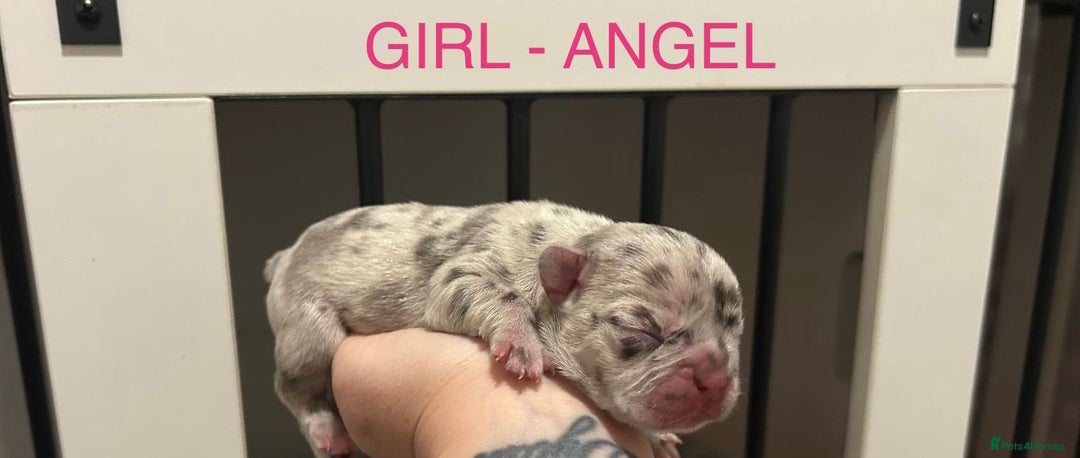 French Bulldog dogs for sale: 1 GIRL REMAINING FROM LITTER OF 5 FRENCH BULLDOGS  - Advert 19