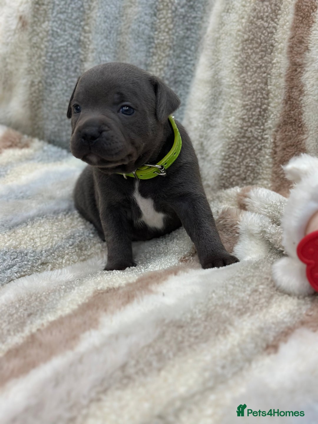Staffordshire Bull Terrier dogs for sale: ✨🥰🐶 KC Registered Staffordshire Bull Terrier  🐾 - Advert 10