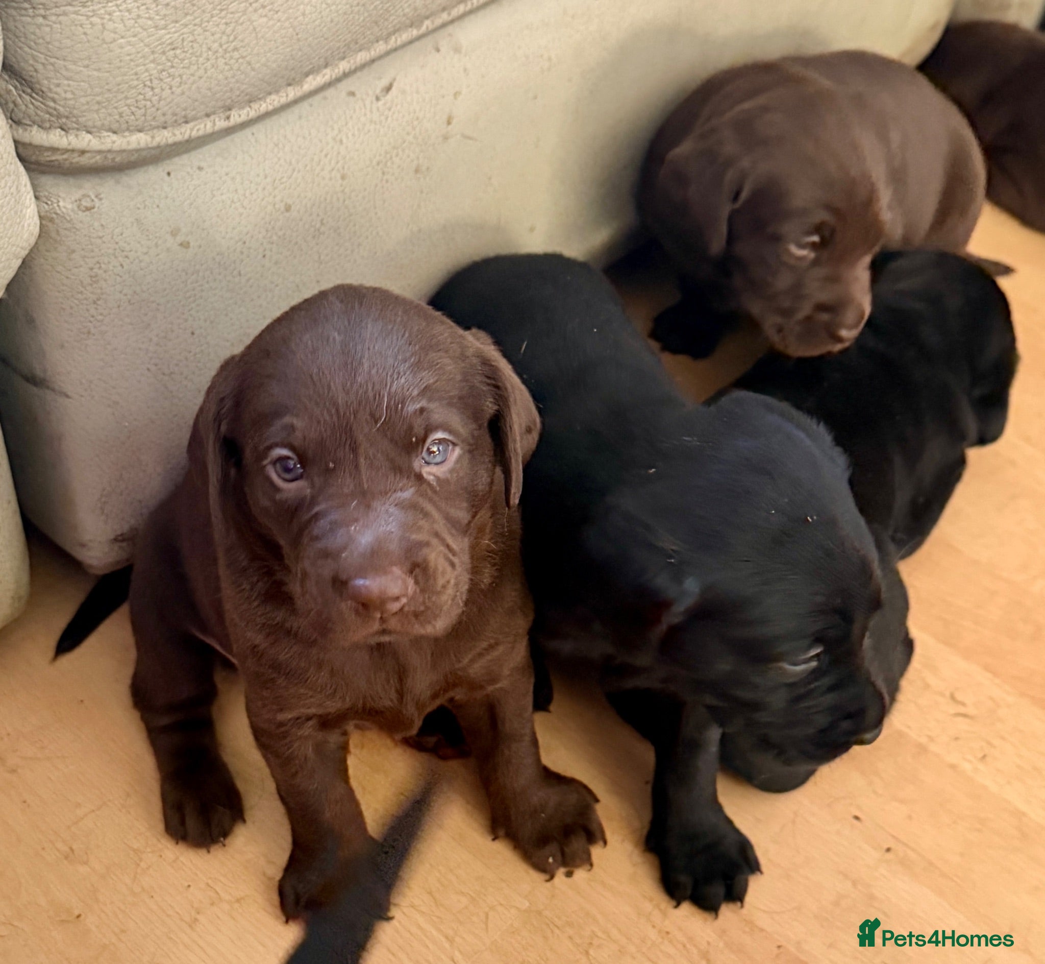 Labrador Retriever dogs Beautiful litter - Advert 2