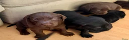 Labrador Retriever dogs for sale: Beautiful litter - Advert 3