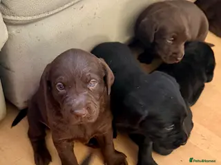 Labrador Retriever dogs Beautiful litter - Advert 1