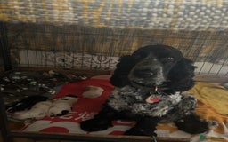Cocker Spaniel dogs for sale: Beautiful Show Cocker Spaniels - Image 17