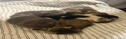 Mixed Breed cats for sale: Cute kittens - Advert 15