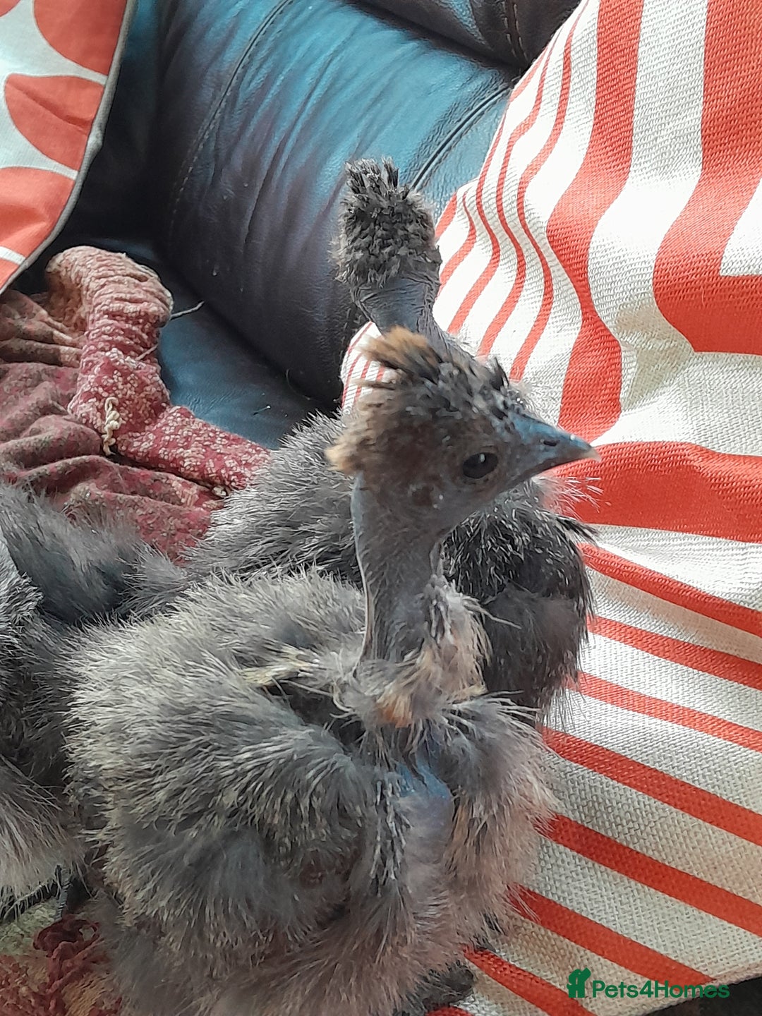 Chickens poultry for sale: Showgirl chicks. Silkie/naked Neck off heat. - Advert 1