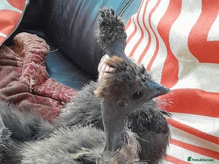 Chickens poultry Showgirl chicks. Silkie/naked Neck off heat. - Advert 14