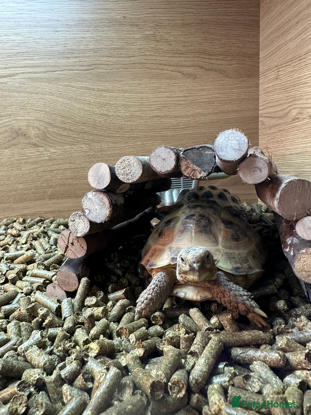 Tortoise reptiles for sale: 2x Tortoise + Viv  - Advert 4