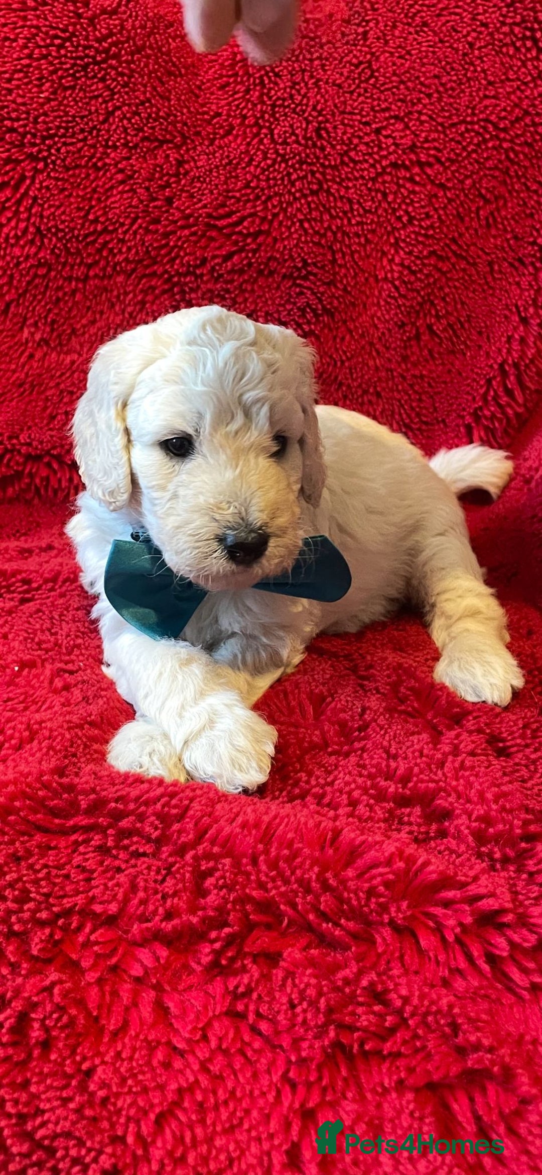 Double Doodle dogs for sale: Beautiful Double Doodles puppies  - Image 1