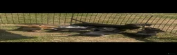 Miniature Dachshund dogs for sale: ❌Stunning Puppies❌ - Advert 17
