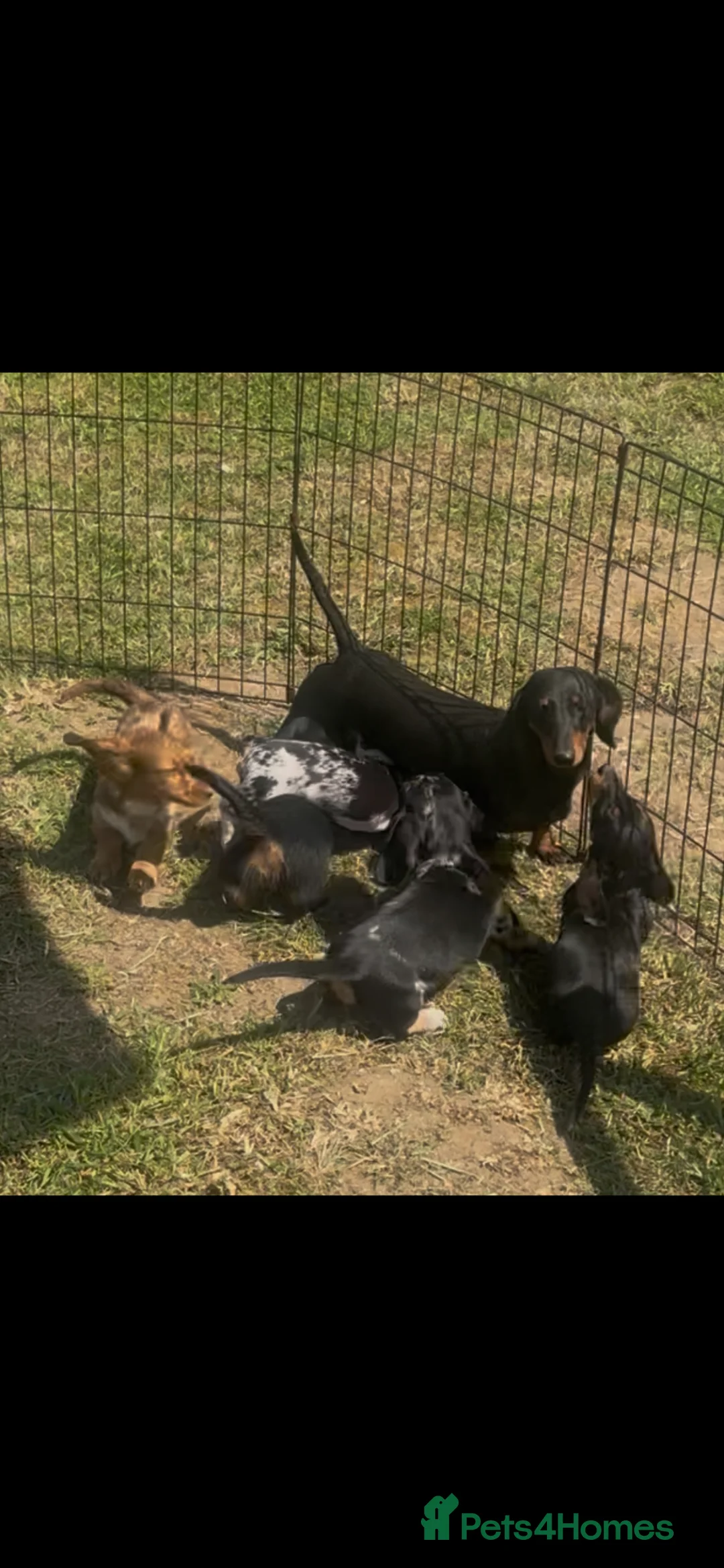 Miniature Dachshund dogs for sale: ❌Stunning Puppies❌ - Advert 17