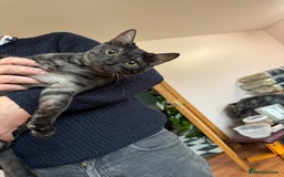 Bengal cats for sale: Beautiful Bengal For Sale - Image 1