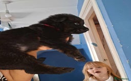 Mixed Breed dogs for sale: Rottie/German shepherd/Belgian malinonis - Image 13
