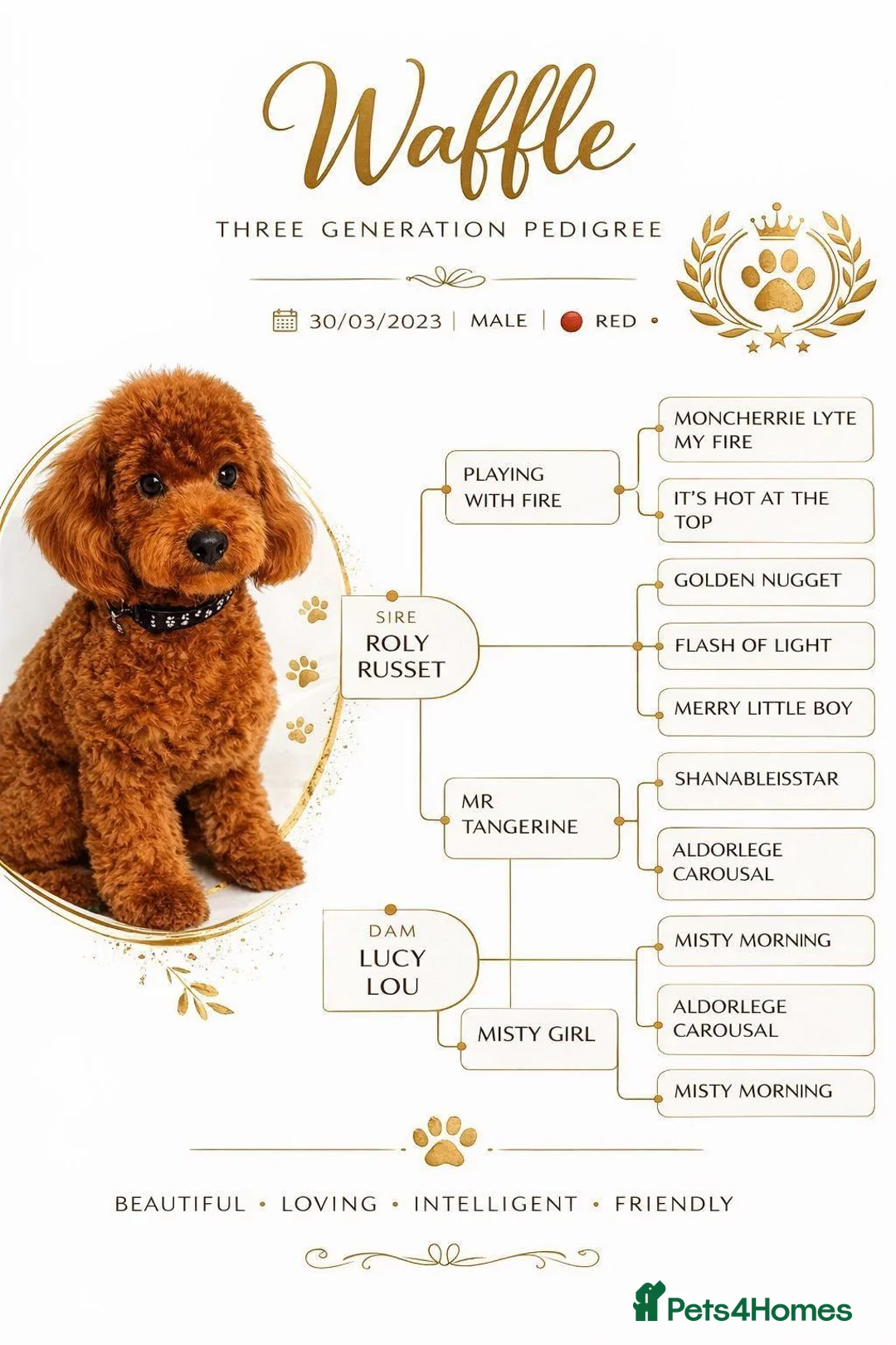 Cavapoo dogs for sale: 🐾 Cavapoo Puppies Waiting List Now Open 🐾 in Chester - Advert 8