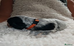 Cocker Spaniel dogs for sale: Kc show cocker spaniel puppies  - Image 10
