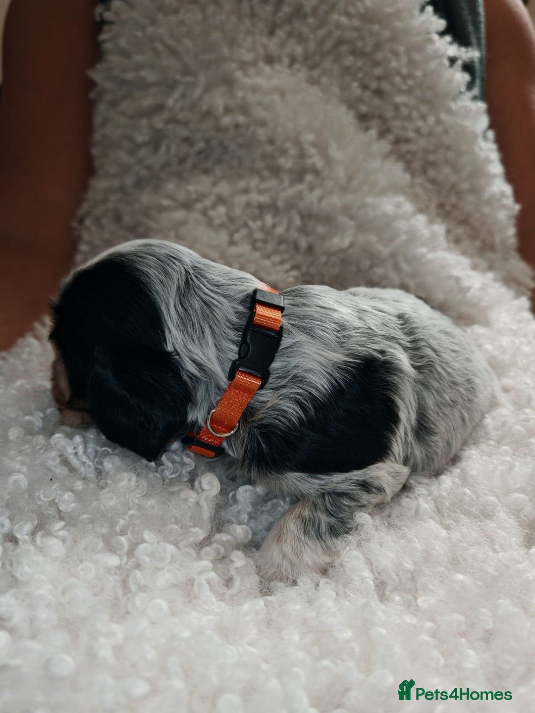 Cocker Spaniel dogs for sale: Kc show cocker spaniel puppies  - Image 10